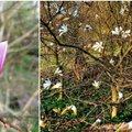 Kėdainių rajone pražydo magnolijos: traukia lankytojus iš visos Lietuvos