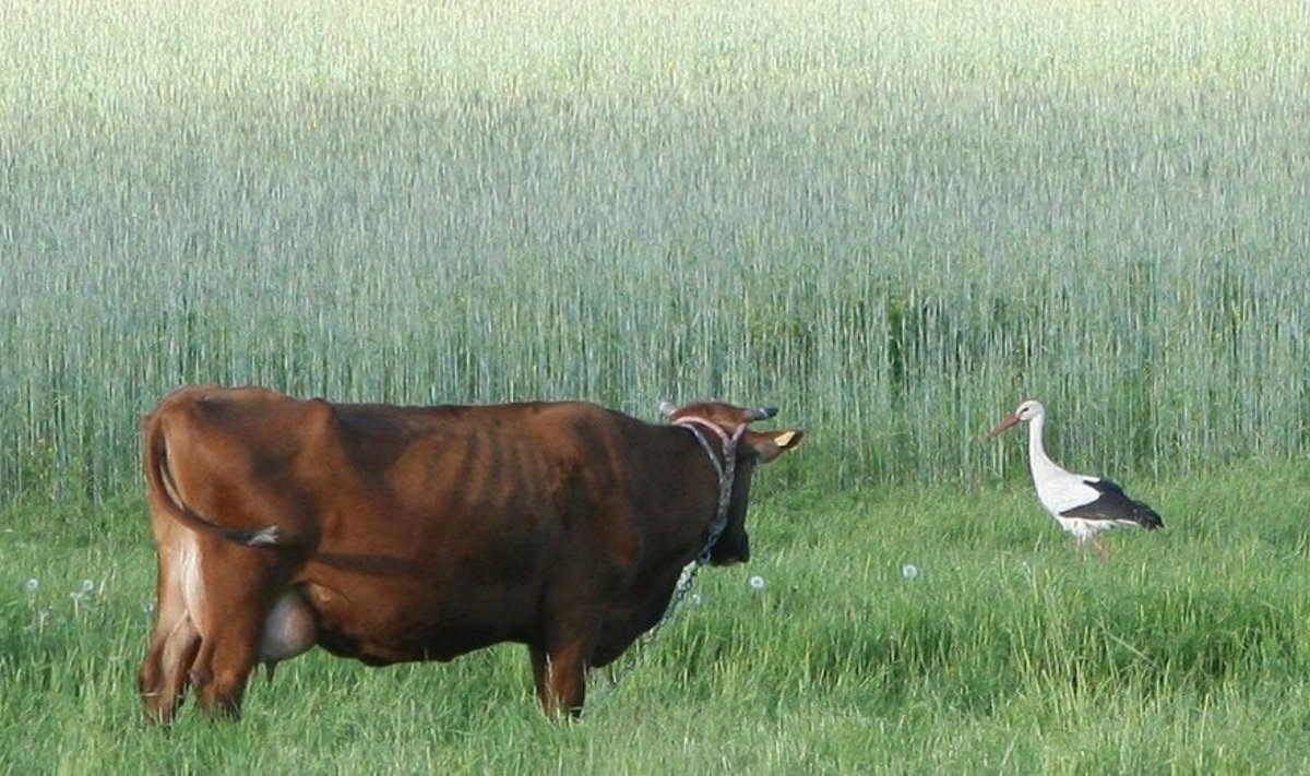 Karvė ir gandras