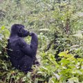 Neįžengiamasis miškas Ugandoje - čia slepiasi ne tik gorilos