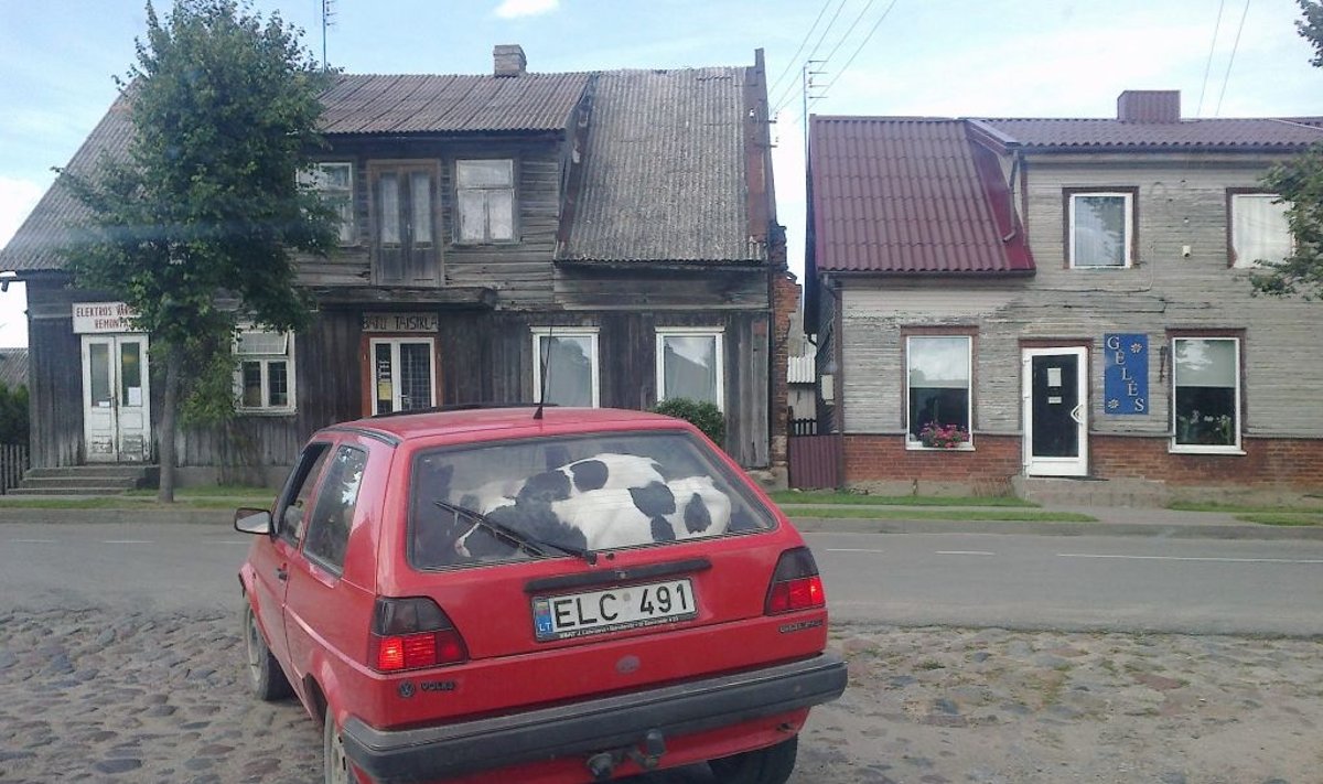Telyčios automobilyje A.Jurevičiūtės ("Šilutės naujienos") nuotr.