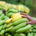 В Литве снова подорожают бананы: килограмм может стоить 2 евро