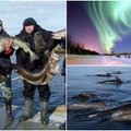 Žvejų išsvajota Norvegija: lietuvių pasakojimai apie didžiulius laimikius ir tobulą žuvies skonį