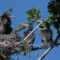 Šiemet suskaičiuota daugiau kaip 9 tūkst. didžiųjų kormoranų porų: pasakė, kur jų įsikūrė daugiausiai