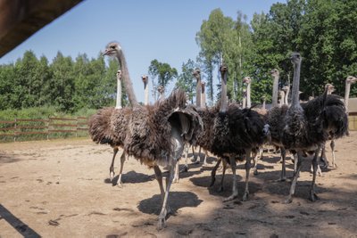 Stručių ferma Nornieki