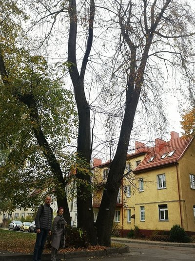 Medžiai „Vakarų ekspreso“ nuotr.