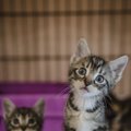 Išgelbėti keturi katinėliai dairosi namų