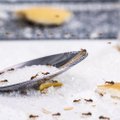 Kaip atsikratyti skruzdėlių namuose: patyrę namų šeimininkai jau seniai naudoja šiuos metodus