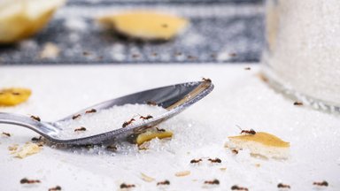 Nepatikėsite, kas padėjo atsikratyti skruzdėlių: tą galima rasti kone kiekvienoje virtuvėje 