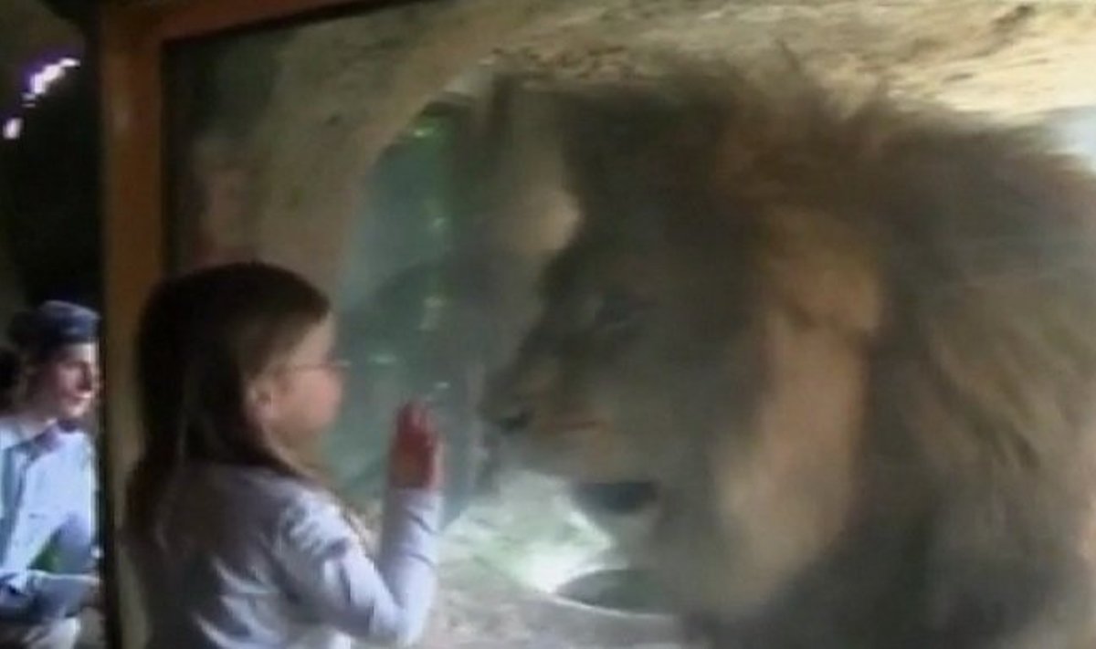 Aštuonmetis liūtas neišgąsdino mažylės
