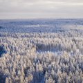 „O, siaube, jau viską iškirto“ ir dar 5 mitai apie Lietuvos miškus