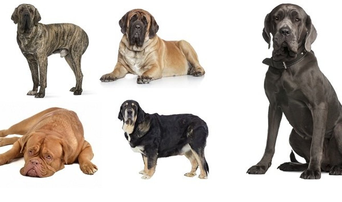 Kuris iš šių šunų Jums atrodo agresyviausias? Iš Brazilijos, Anglijos, Prancūzijos, Ispanijos ir Neapolio mastifų Lietuvoje agresyvia laikoma tik viena veislė. Dar gausybė retesnių veislių yra labai panašios į šiuos šunis