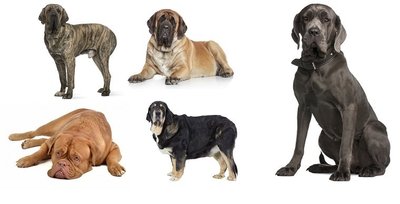 Kuris iš šių šunų Jums atrodo agresyviausias? Iš Brazilijos, Anglijos, Prancūzijos, Ispanijos ir Neapolio mastifų Lietuvoje agresyvia laikoma tik viena veislė. Dar gausybė retesnių veislių yra labai panašios į šiuos šunis