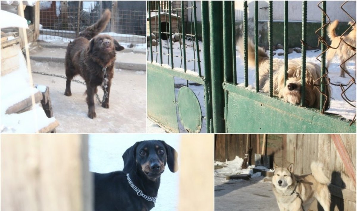 Lauke laikomi šunys Šalčininkų ir Naujininkų rajonuose Vilniuje