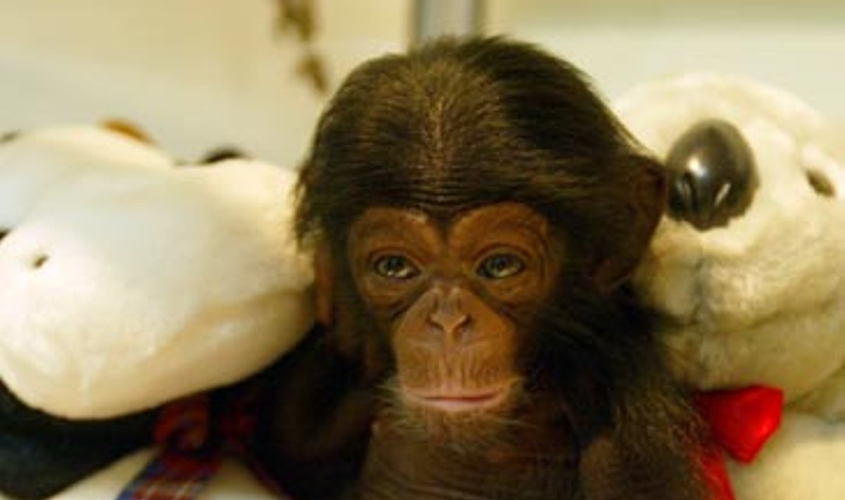 2 savaičių šimpanzė apgyvendinta veterinarijos ligoninėje safario parke Bogore (Vakarų Java). Pasaulyje, dėl žmonių ekspansijos į žaliuosius plotus, liko tik apie 35000 laukinių šimpanzių. Šimpanzė – populiariausia tarp žmonių tyrinėjamųjų gyvūnų.
