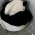 Didžioji panda atsivedė dvynukus būdama 23 metų amžiaus