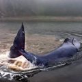 Sprukdamas nuo orkų upės žiotyse įstrigo grenlandinis banginis