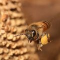 Kroatijoje bites dresuoja minų laukų Balkanuose nukenksminimui