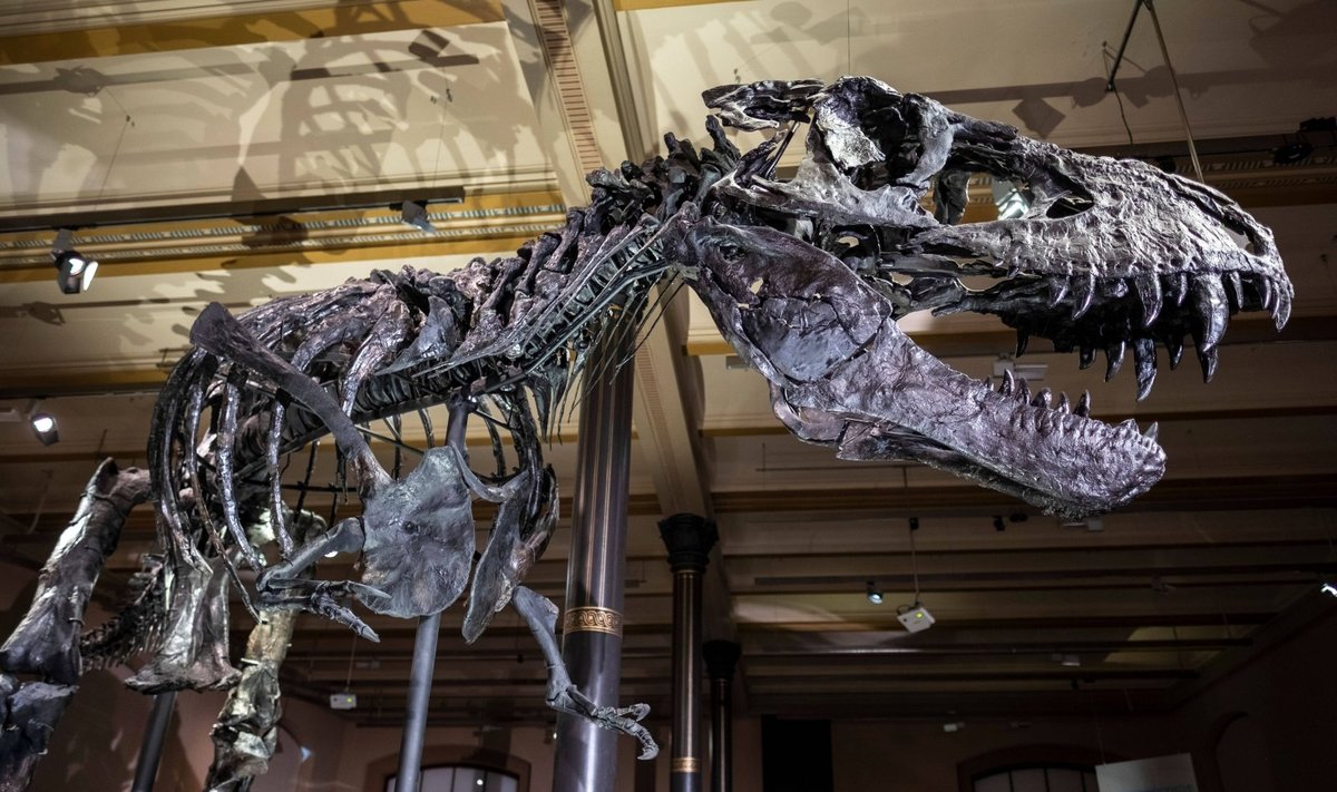 Dinozauras muziejuje (EPD / Scanpix nuotr.)