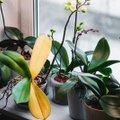 Kaip pavasarį prižiūrėti kambarinius augalus: 5 pagrindinės taisyklės