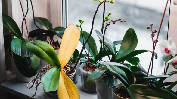Kaip pavasarį prižiūrėti kambarinius augalus: 5 pagrindinės taisyklės