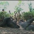 Vakarų Bengalijoje įvyko dramblio gelbėjimo operacija