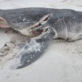 Biologus pašiurpino skerdynės pakrantėje: kas papjovė 19 ryklių, bet išėdė tik jų kepenis?