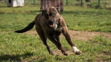 Veterinaras paaiškino, kaip atrodo teisinga augintinio mityba: šių taisyklių tiesiog privalu laikytis