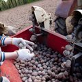 Lietuvoje bulviasodis kasmet ankstėja