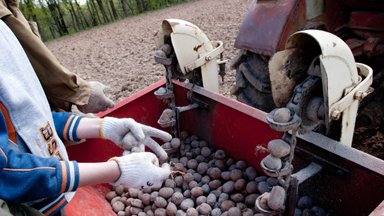 Ūkininkai pradėjo bulviasodį – kada laukti šviežio derliaus