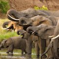 Botsvanoje užfiksuoti šokiruojantys vaizdai – šimtai žuvusių dramblių