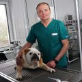 Veterinarijos gydytojas įspėja: augintinio dantų nepriežiūra gali baigtis jo mirtimi