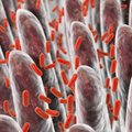 Ką reikia žinoti apie žarnyno mikrobiotą ir kodėl ji tokia svarbi
