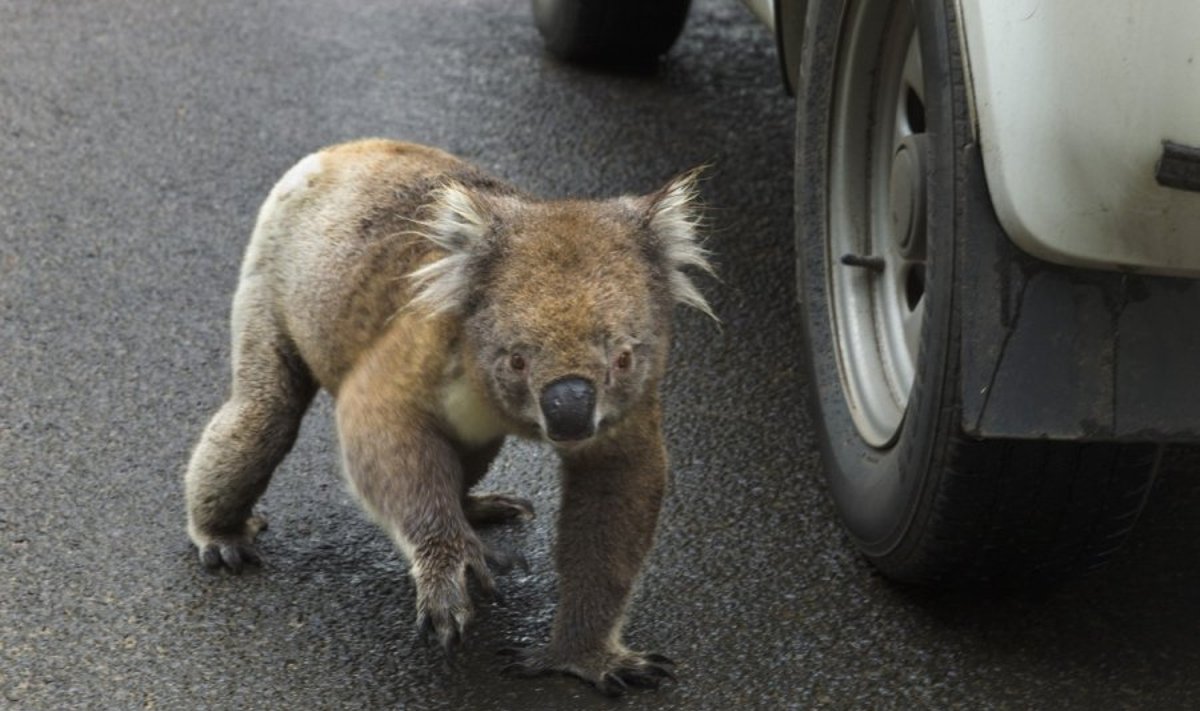 Koala važiuojamojoje dalyje