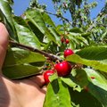 Kodėl vyšnios žydi, bet duoda mažai uogų: patyrusių sodininkų patarimai