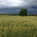 Lithuanian Chamber of Agriculture warns about GMO crops
