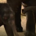Berlyno zoologijos sode naujujų metų naktį gimė drambliukas