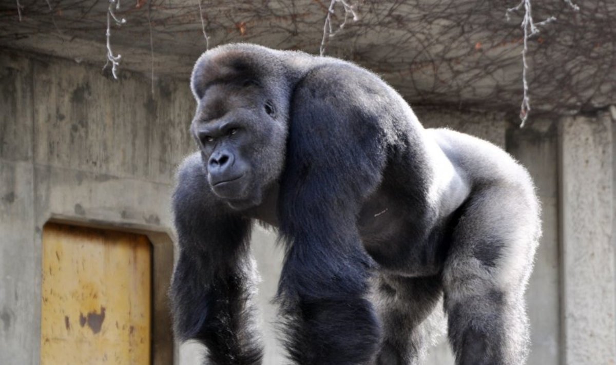 Gorilos patinas Shabani