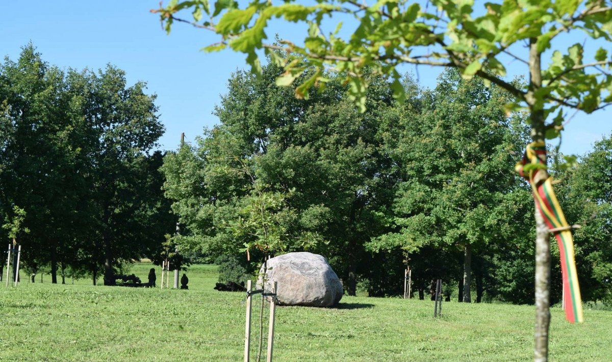 Didžiausias Lietuvoje rankomis sodintas Ąžuolynas: unikali, nuolat plečiama ir puoselėjama vieta
