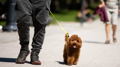 Kaip atėjus vasariškiems karščiams padėti augintiniams išvengti perkaitimo?