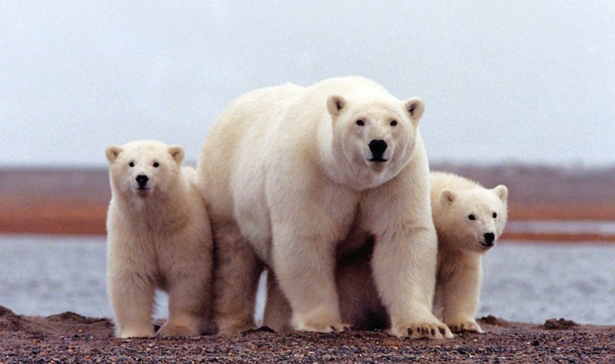 Baltieji lokiai be ledo Arkties nacionaliniame laukinės gyvūnijos rezervate
