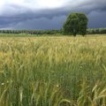 Only active farmers to receive direct payments next year, Lithuanian Agriculture Ministry says