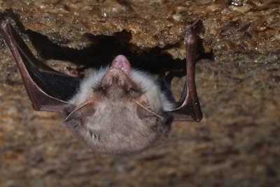Skaitytojo teigimu, keli šikšnosparniai į namus įskrenda kievieną naktį