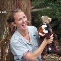 Australijoje sėkmingai pasveiko susižeidusi raudonosios pandos jauniklė
