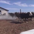 Jos laisvos! Karvės Švedijoje po ilgos, tamsios žiemos išbėgo į dienos šviesą
