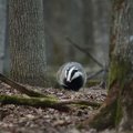 Šiandien dairykitės barsuko: jis praneš, ar greit sulauksime pavasario