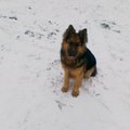 Vilniaus rajone dingo šuo