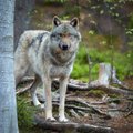 Unikalūs kadrai – nufilmavo pavasarinius vilkų žaidimus