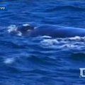 Prie Patagonijos krantų šimtai žmonių stebi banginių migraciją