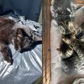Neeilinis atvejis pajūryje – Kunigiškių gyventojai skundžiasi, kad kaimynai žiurknuodžiais nunuodijo 17 kačių