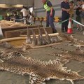 Honkonge konfiskuota dramblio kaulo, raganosių ragų ir leopardų kailių už 5,3 mln. dolerių